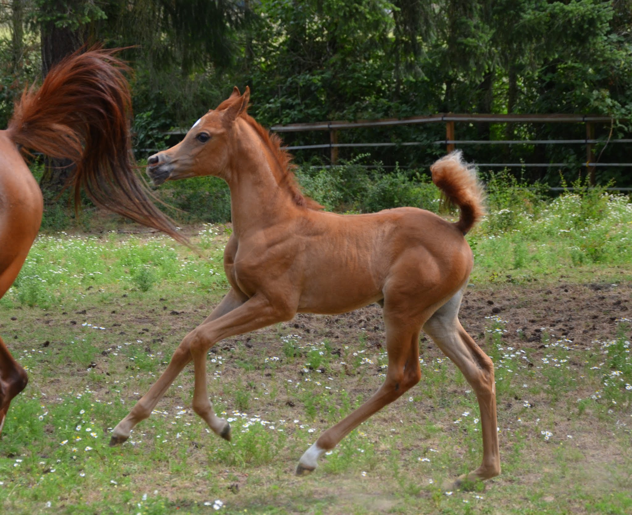 Arabian Arabians Arabian Horses For Sale